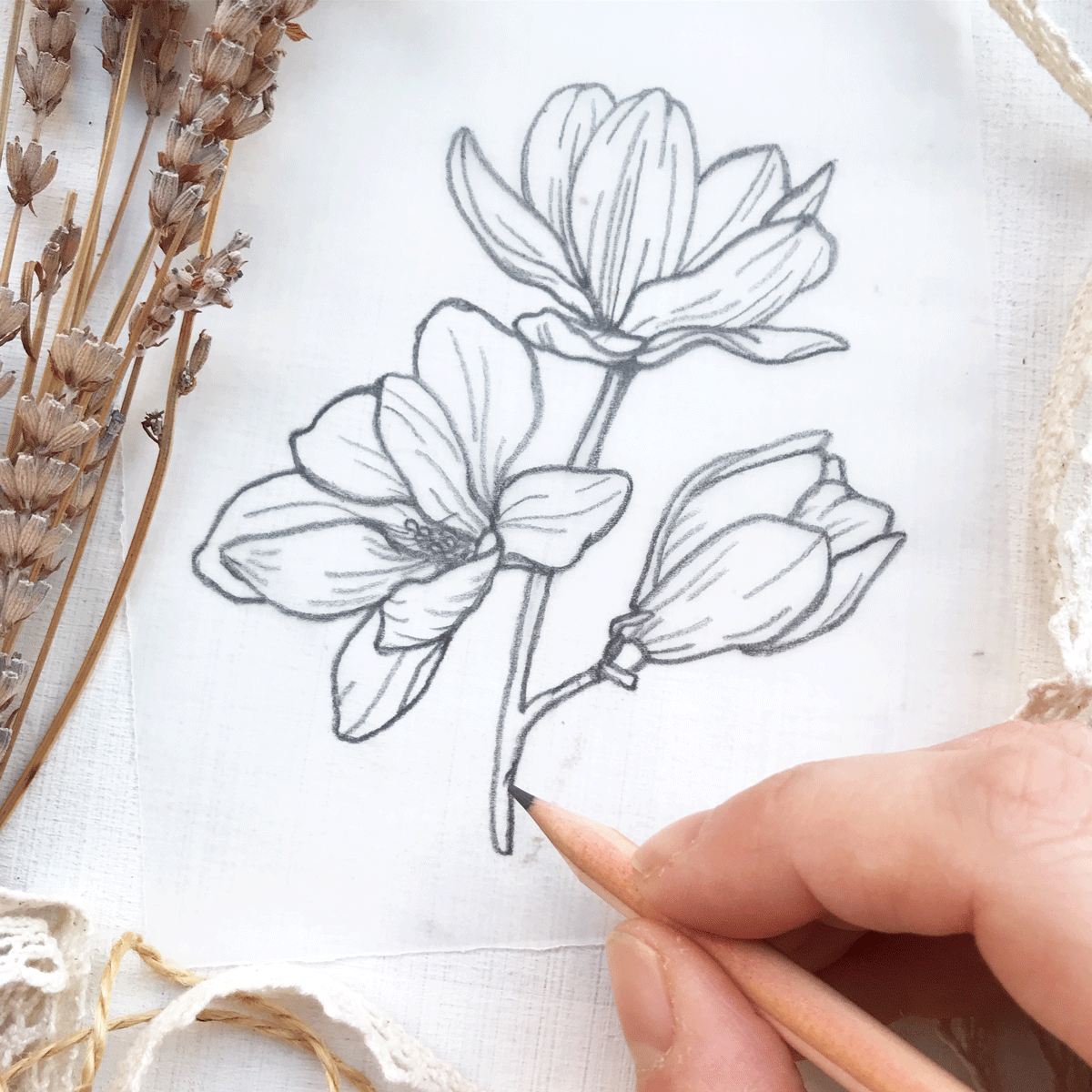 Illustrazione magnolie