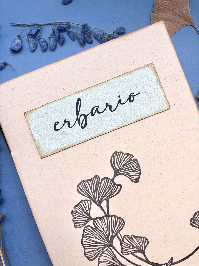 Erbario Gingko 2