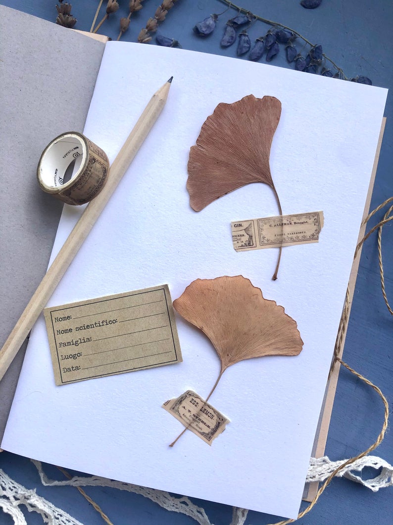 Erbario Gingko 9